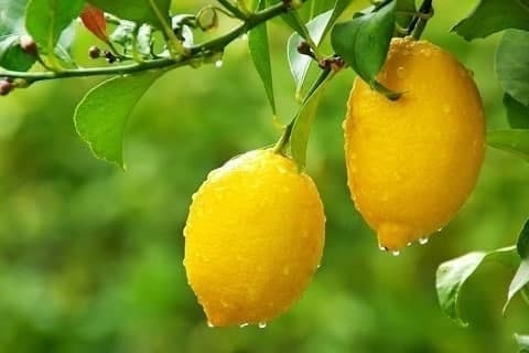 🍋 O‘zbekiston 4,4 ming tonna limon eksport qilgan